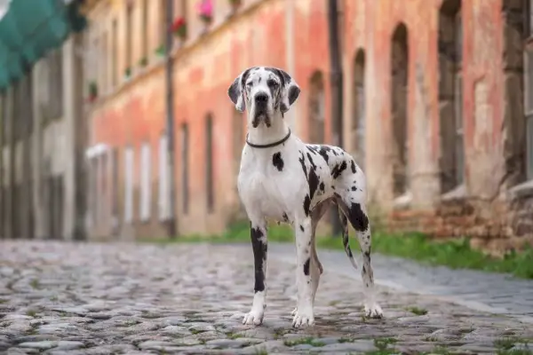 harlequin danois hund som står utomhus