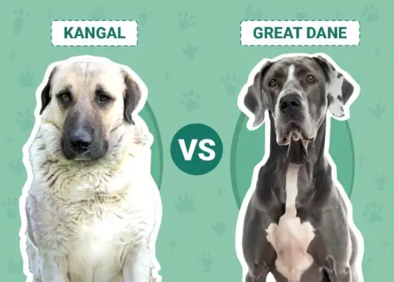Kangal vs Great Dane: The Main Differences (Med bilder)