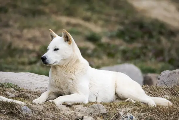 koreansk jindo hund liggande på en kulle