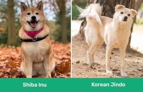 Shiba Inu vs Korean Jindo sida vid sida