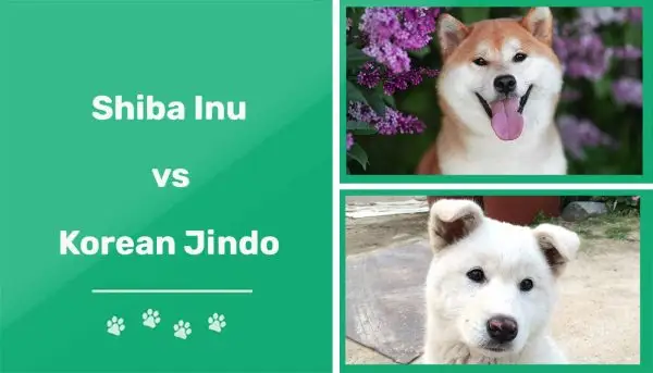Shiba Inu versus Koreaanse Jindo: verschillen uitgelegd (met afbeeldingen)