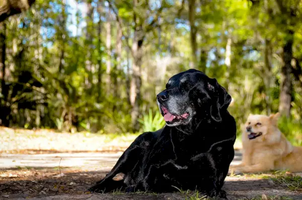 Sabueso labrador mezclar perro al aire libre con otro perro