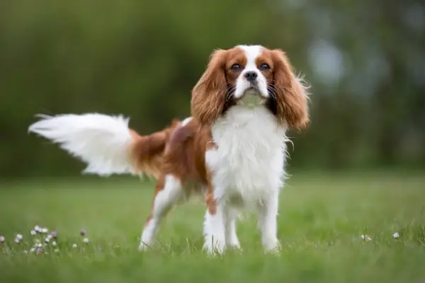 Cavalier King Charles Spaniel_BIGANDT.COM, Shutterstock