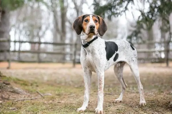 Treeing Walker Coonhound_Mary Swift, Shutterstock