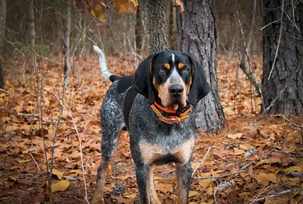 Bluetick coonhound
