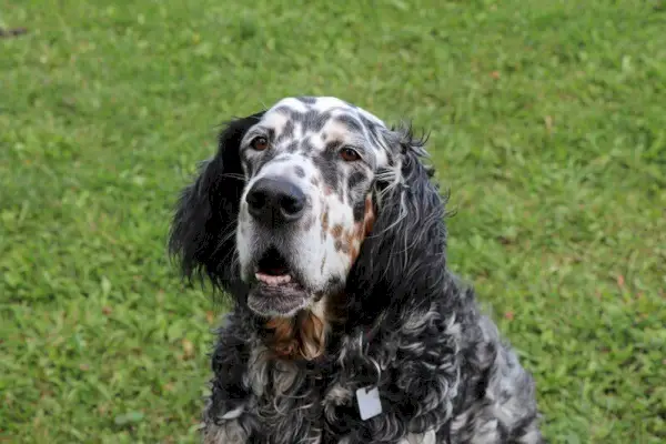 English-Setter_pixabay