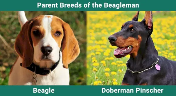 Beagleman (Beagle & Doberman Pinscher Mix): Bilder, info, pleie og mer