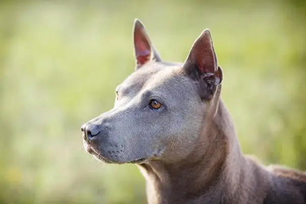 Thai Ridgeback