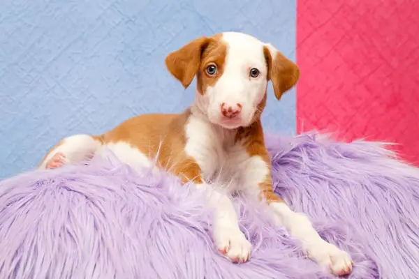イビザンハウンドの子犬