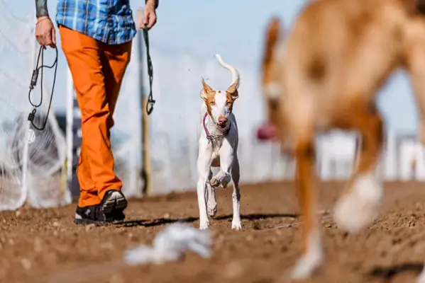 イビザン・ハウンドの競争