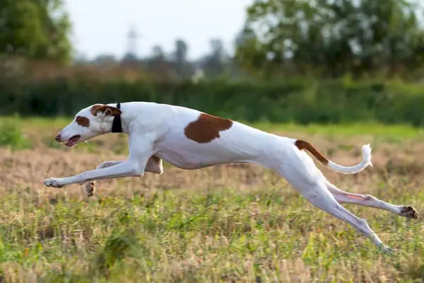 イビザンハウンド犬の野原でのコーシングラン