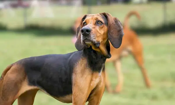 Americký anglický coonhound pes na dvorku