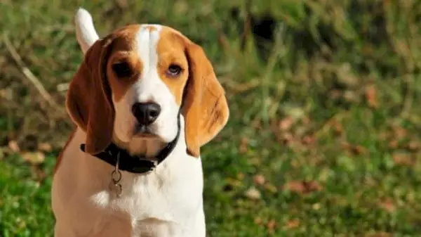Americký anglický coonhound