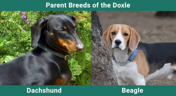 Parent_breeds_Doxle