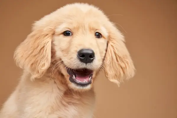 Golden Retriever Welpe lächelt