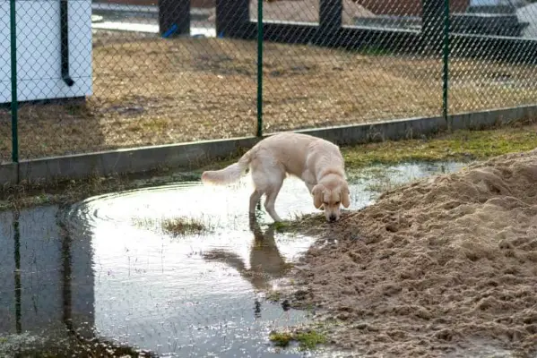 Junger männlicher Golden Retriever Hund steht draußen in einem Wasserbecken