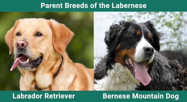 Parent_races_Labernese