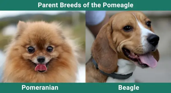 גזעי_הורים_בקנה מידה-2