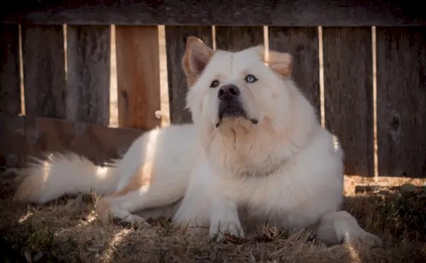 Човски лежит на сене