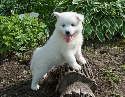 Щенок хаскимо на бревне с высунутым языком