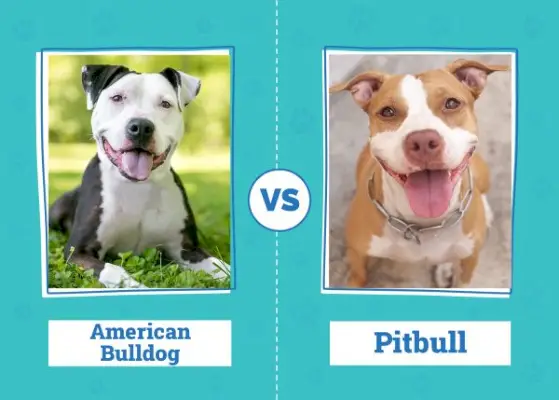 American Bulldog vs Pitbull: principais diferenças (com fotos)