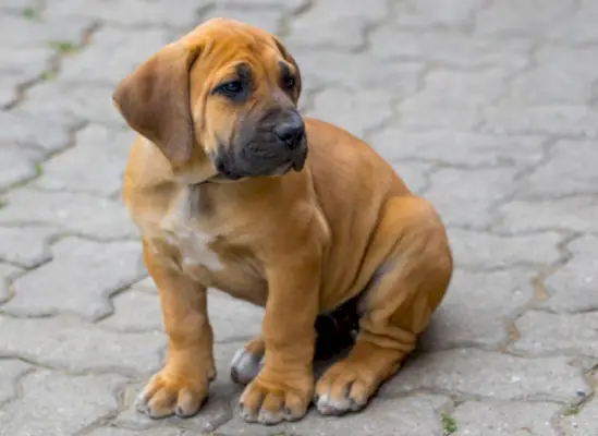Boerboel kiskutya ül a szabadban