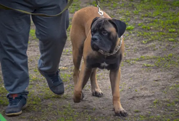 férfi tulajdonos sétáltatta fiatal Boerboel kutyáját