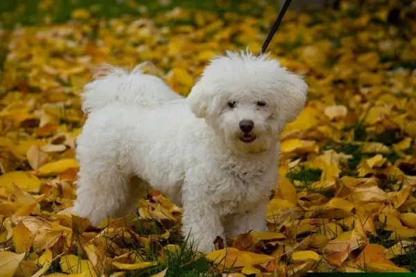 Gos bolonyes al pati