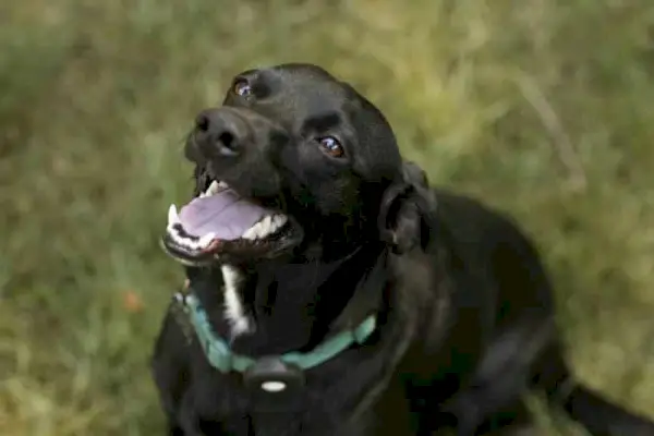 Fiatal terrier mentőkutya pihen