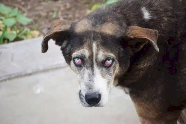 közelről sato kutya