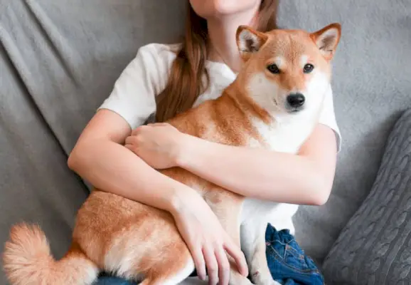 une-femme-embrasse-son-animal-shiba-inu