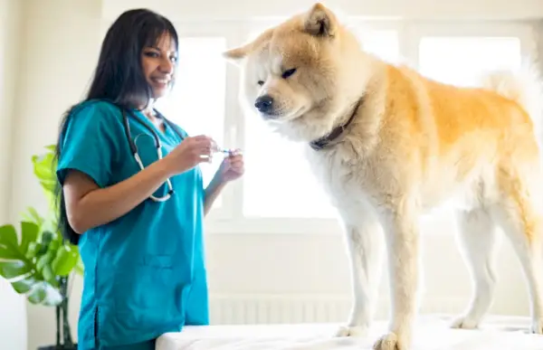 shiba inu dot à la clinique vétérinaire