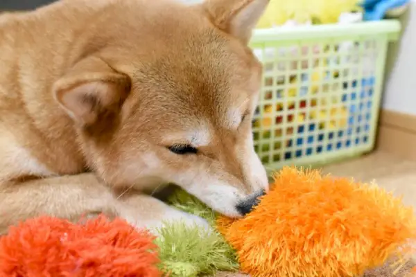 jeu de jouet shiba inu