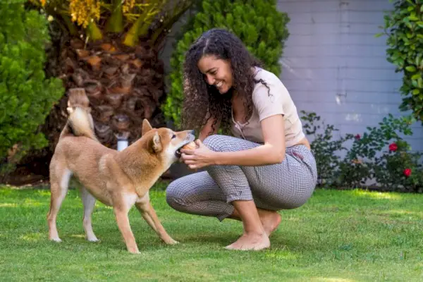 Femme jetant une balle et entraînant son chien shiba inu