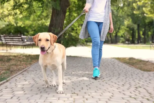 vrouw loopt met haar labrador retriever-hond in het park