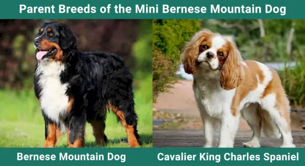 Родителски породи мини бернско планинско куче