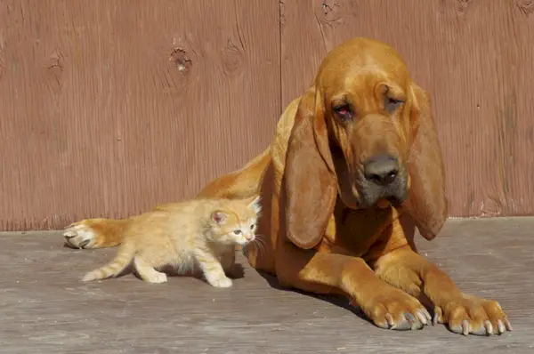 Bloodhound e gatinho malhado laranja se encontrando