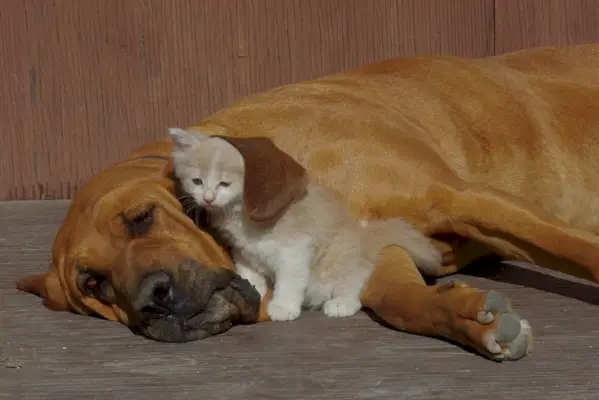 Gatinho debaixo da orelha do Bloodhound