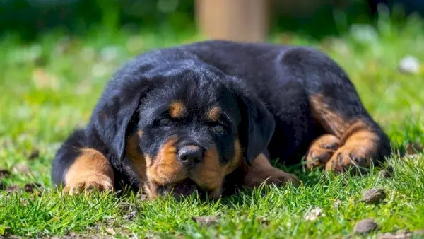 rottweiler tumbado al sol