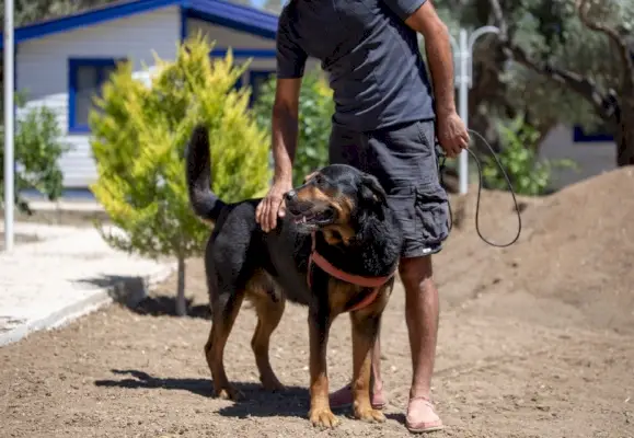 hombre con su mascota rottweiler afuera