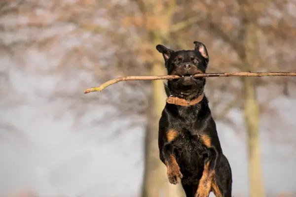 Rottweiler jugando a la pelota