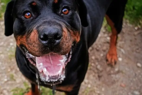 ¿Ladran mucho los rottweilers? ¿Cuánto y cómo detenerlo?