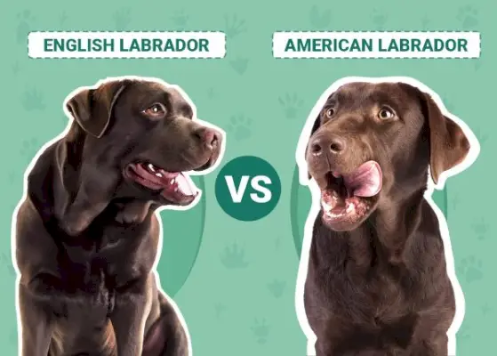Labrador englez vs american: principalele diferențe (cu imagini)
