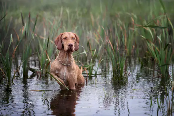 Мађарски оштродлаки пас визла у води