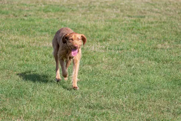мађарски оштродлаки пас Визла у парку