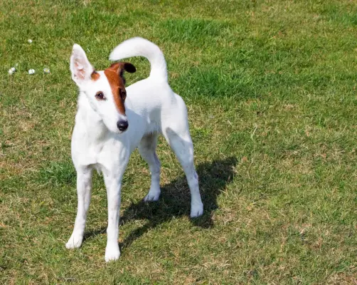 hladký foxteriér stojící na trávě venku