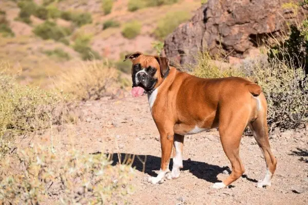 bokser op een bergwandeling