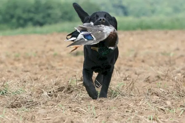Labrador die watervogels terughaalt