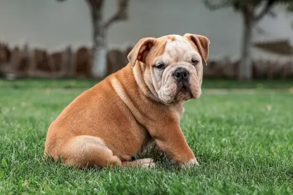Engelse bulldog zittend op gras