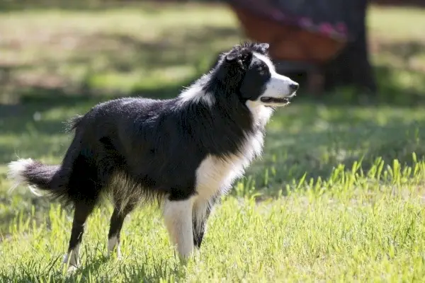 Bordercollie hoeden